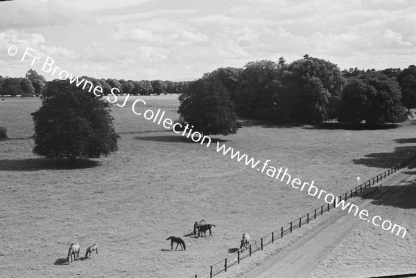 THOROUGHBRED MARES AND FOALS IN PADDOCK